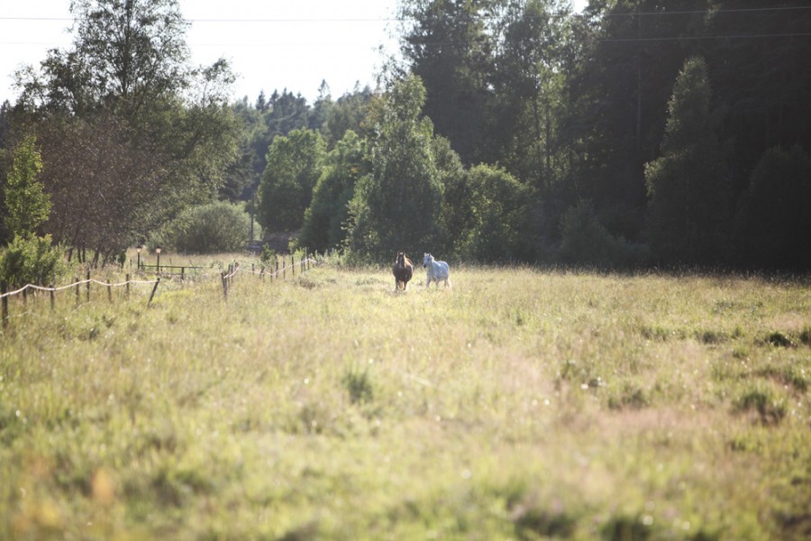 Stora härliga hagar