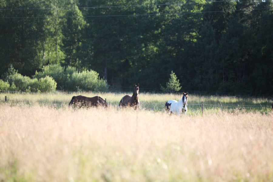 Stora härliga hagar